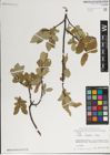 Foto von Salix karelinii Turcz. ex Stschegl.
